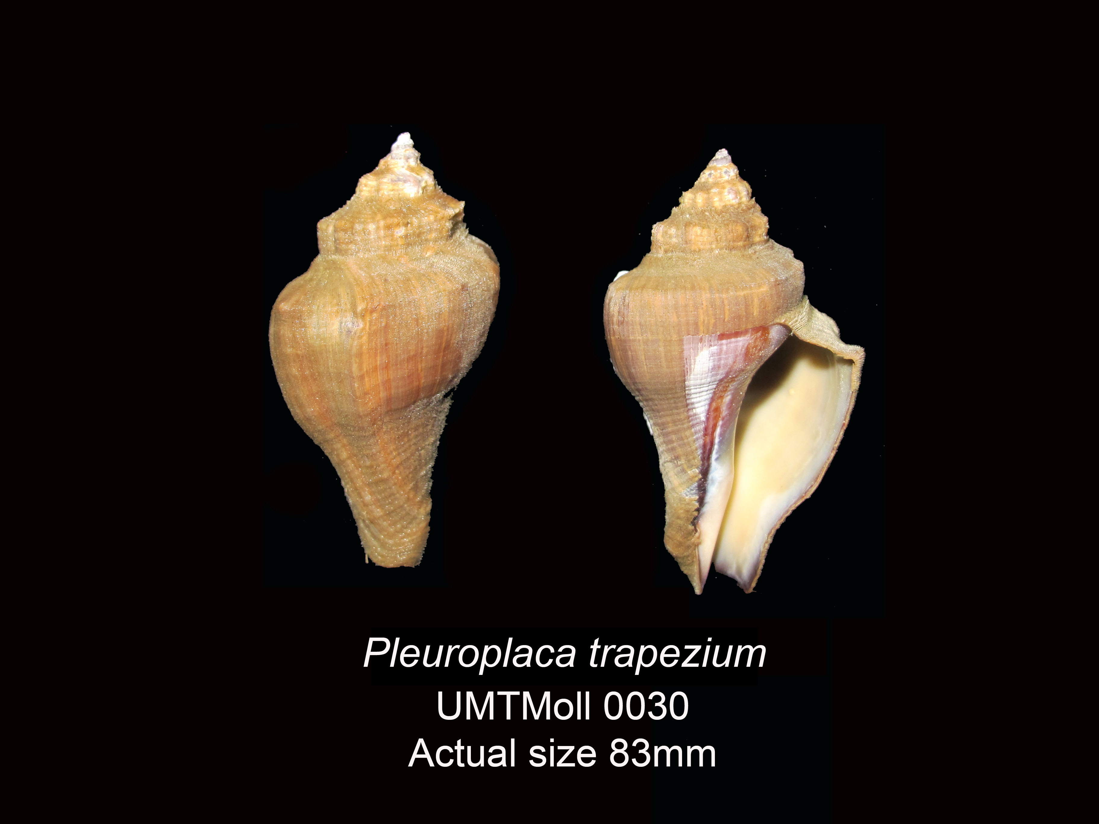 Specimen image